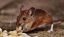 24 Hour & Emergency Exterminators in Ewing Township, NJ